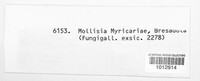 Mollisia myricariae image